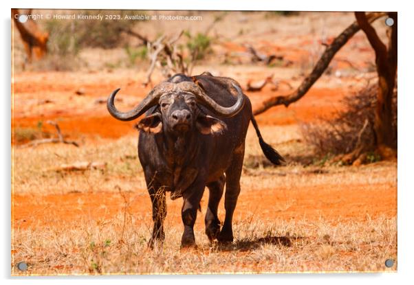 Cape Buffalo with Yellow-Billed Oxpecker Acrylic by Howard Kennedy