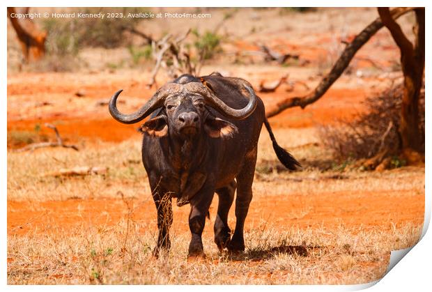 Cape Buffalo with Yellow-Billed Oxpecker Print by Howard Kennedy