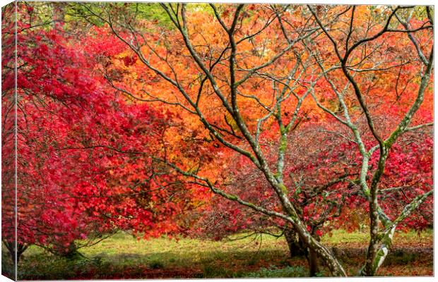 Two red acer trees in the autumn colors Canvas Print by Joy Walker