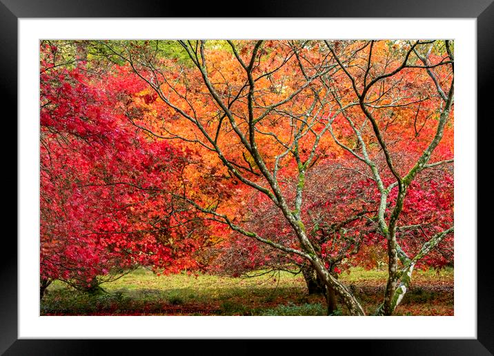 Two red acer trees in the autumn colors Framed Mounted Print by Joy Walker