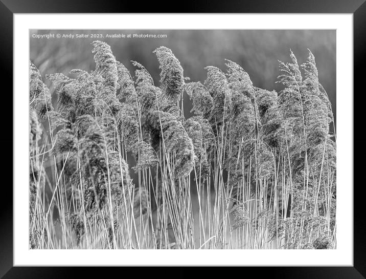 The Long Grass Framed Mounted Print by Andy Salter