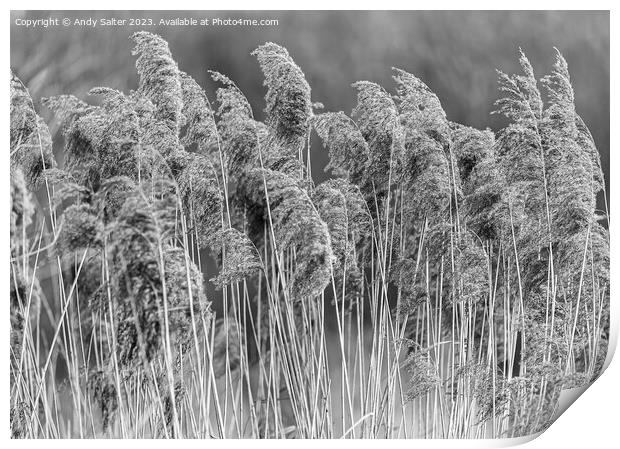 The Long Grass Print by Andy Salter