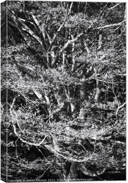 Acrer Tree in Monohrome Canvas Print by Simon Johnson