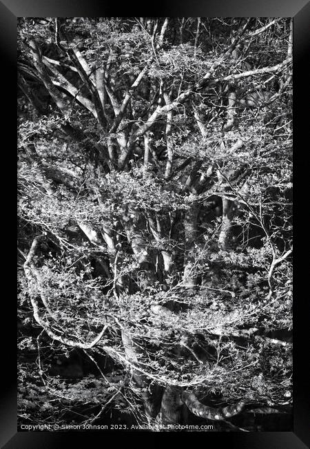 Acrer Tree in Monohrome Framed Print by Simon Johnson