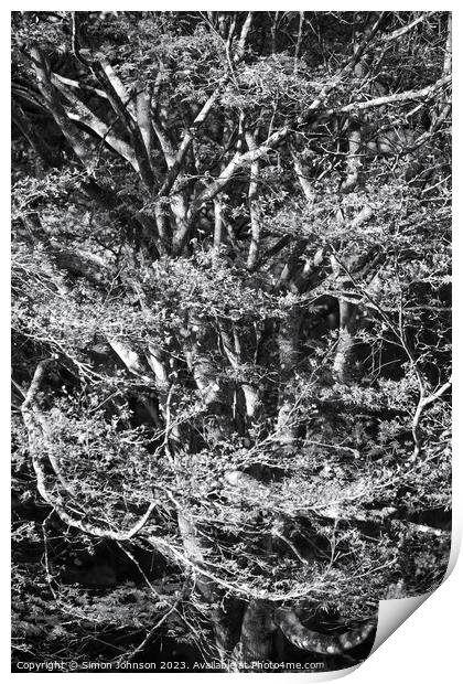Acrer Tree in Monohrome Print by Simon Johnson
