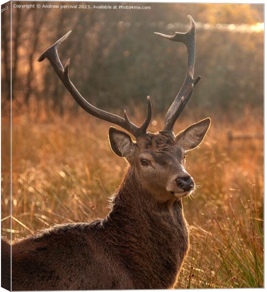 A deer standing in a field looking at the camera Canvas Print by Andrew percival