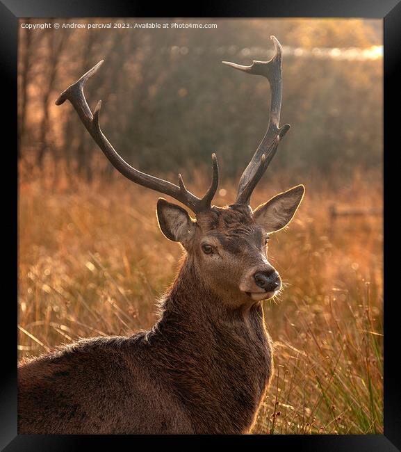 A deer standing in a field looking at the camera Framed Print by Andrew percival