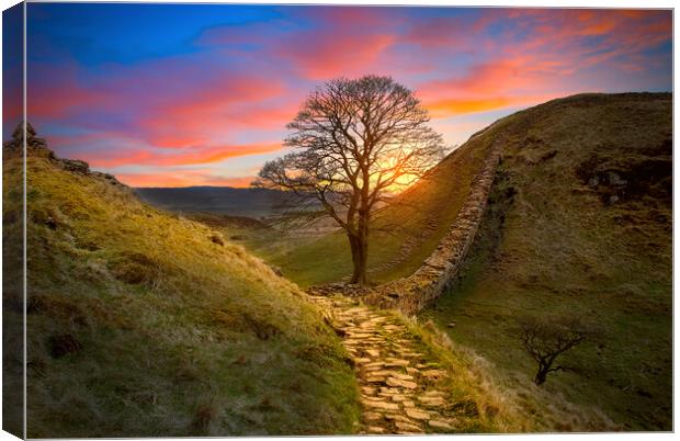 Sycamore Gap  Canvas Print by Alison Chambers