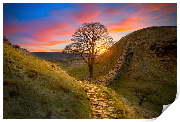 Sycamore Gap  Print by Alison Chambers