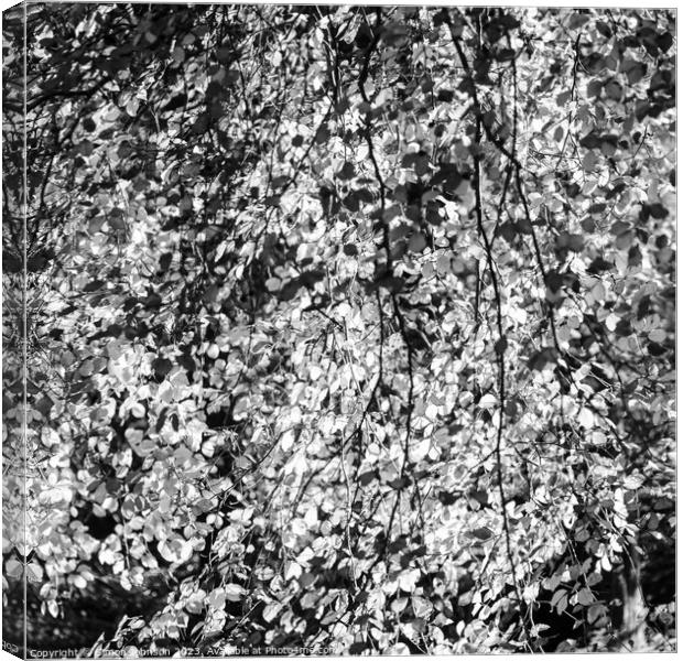 sunlit Beech leaves in monochrome  Canvas Print by Simon Johnson