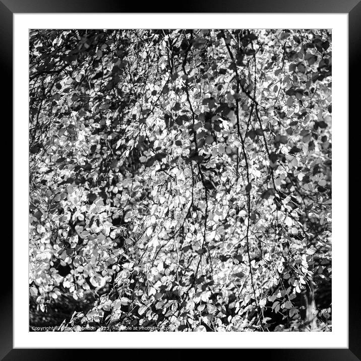 sunlit Beech leaves in monochrome  Framed Mounted Print by Simon Johnson