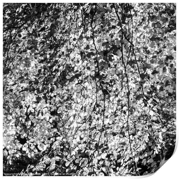 sunlit Beech leaves in monochrome  Print by Simon Johnson