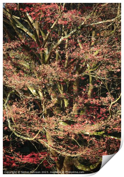 Acer tree  soft focus Print by Simon Johnson