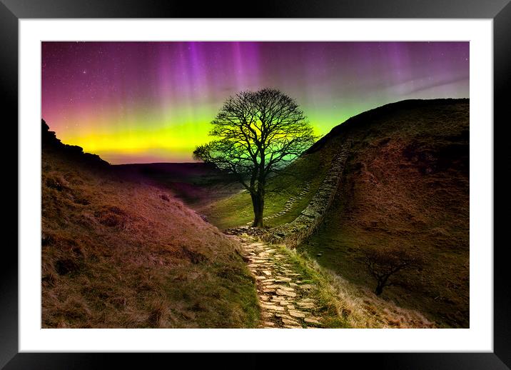 Sycamore Gap Aurora Borealis  Framed Mounted Print by Alison Chambers