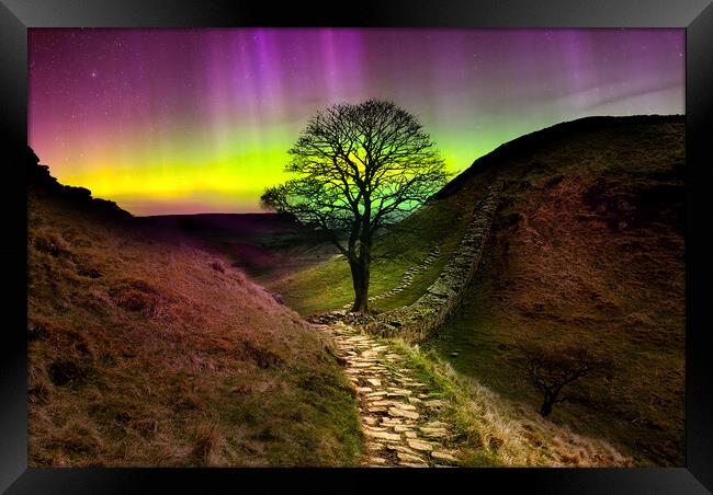 Sycamore Gap Aurora Borealis  Framed Print by Alison Chambers