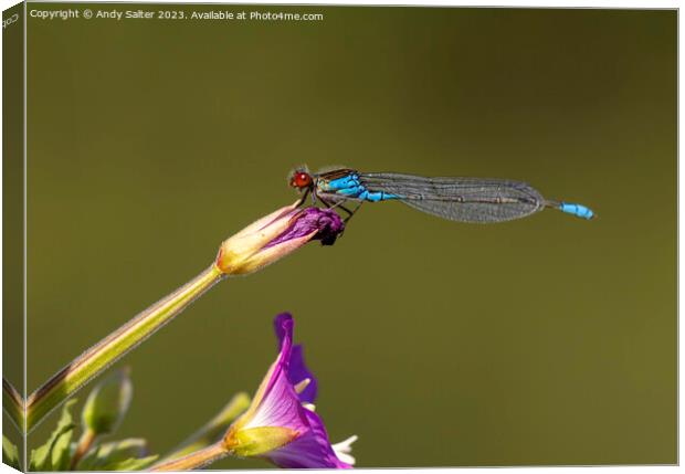 Dragonfly Canvas Print by Andy Salter