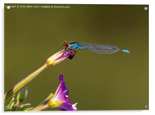 Dragonfly Acrylic by Andy Salter
