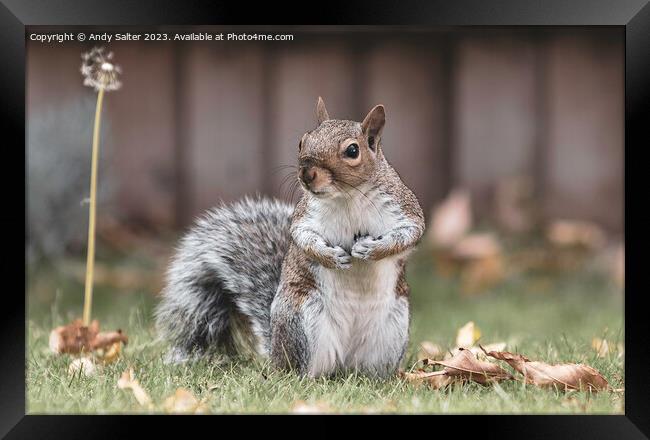 A Grey Squirrel Standing on Grass Framed Print by Andy Salter