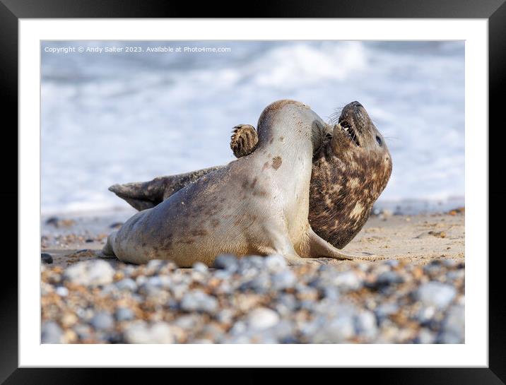 Grey Seals at Winterton on Sea Framed Mounted Print by Andy Salter