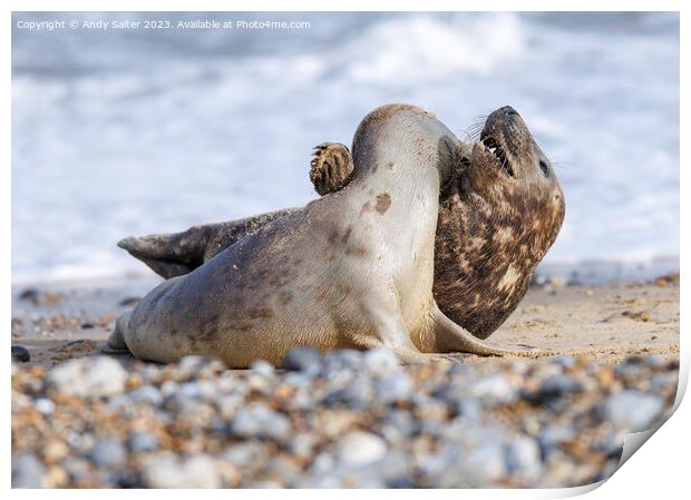 Grey Seals at Winterton on Sea Print by Andy Salter