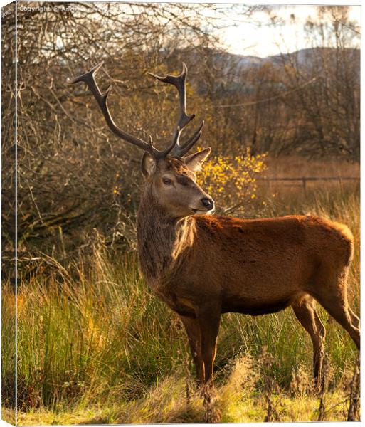 A deer standing in a field Canvas Print by Andrew percival