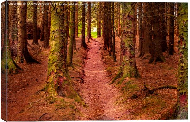 the forest  Canvas Print by Andrew percival