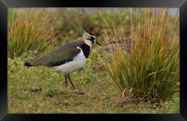Lapwing  Framed Print by kathy white