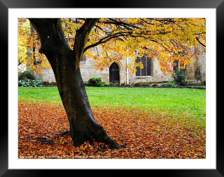 Autumn Beech Tree at St Johns Church Knaresborough Framed Mounted Print by Mark Sunderland