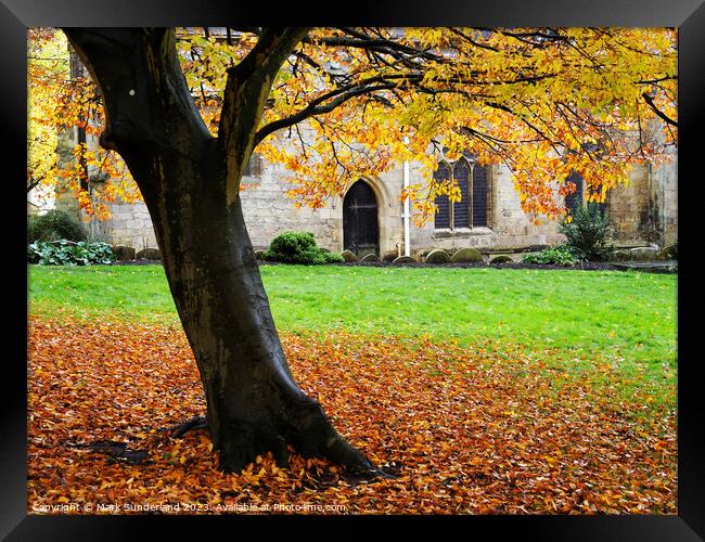 Autumn Beech Tree at St Johns Church Knaresborough Framed Print by Mark Sunderland