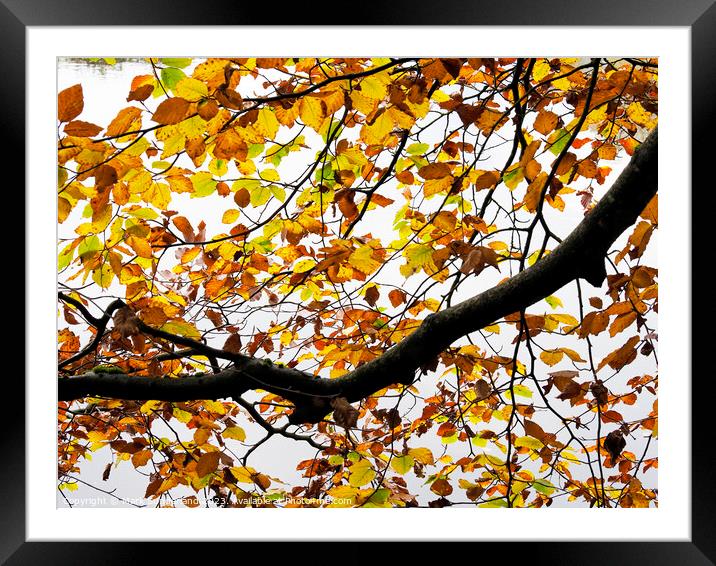 Autumn Leaves by the River Nidd at Knaresborough Framed Mounted Print by Mark Sunderland