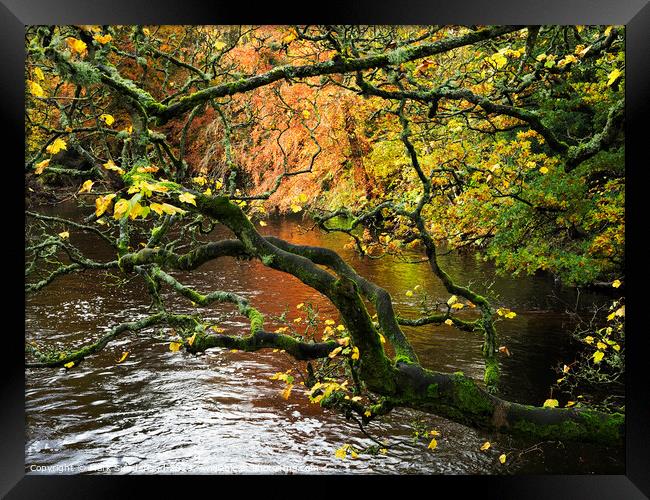 Autumn Tree by the River Nidd at Knaresborough Framed Print by Mark Sunderland