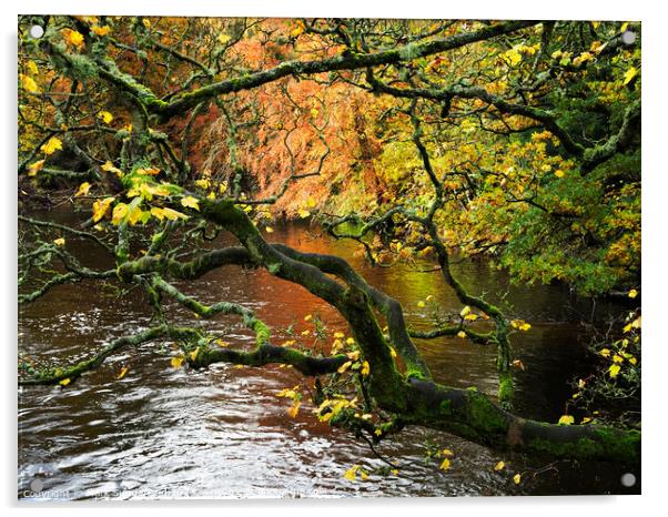 Autumn Tree by the River Nidd at Knaresborough Acrylic by Mark Sunderland