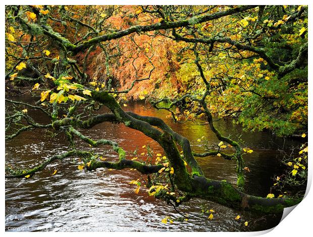 Autumn Tree by the River Nidd at Knaresborough Print by Mark Sunderland