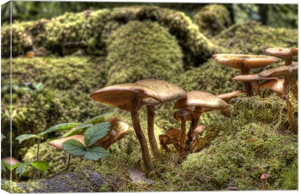 Fungi or Magic Toadstools  Canvas Print by Mike Gorton
