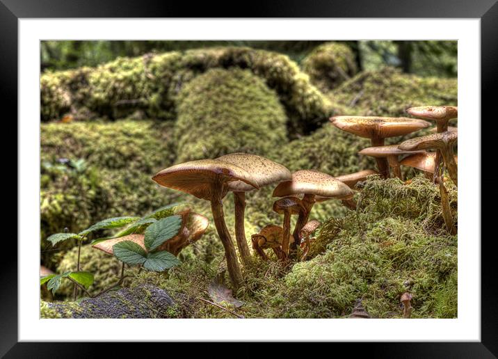 Fungi or Magic Toadstools  Framed Mounted Print by Mike Gorton