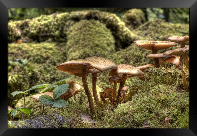 Fungi or Magic Toadstools  Framed Print by Mike Gorton