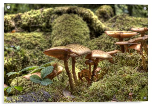Fungi or Magic Toadstools  Acrylic by Mike Gorton
