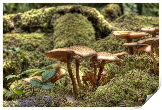 Fungi or Magic Toadstools  Print by Mike Gorton