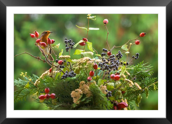 Robin redbreast, Erithacus rubecula sitting on a rosehip branch. Framed Mounted Print by Andrea Obzerova