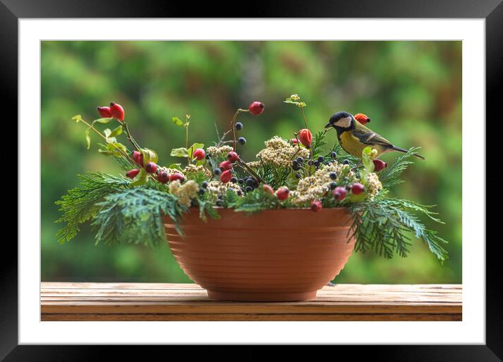 Great tit sitting on a rose hip branch in a winter themed flower bouquet. Framed Mounted Print by Andrea Obzerova