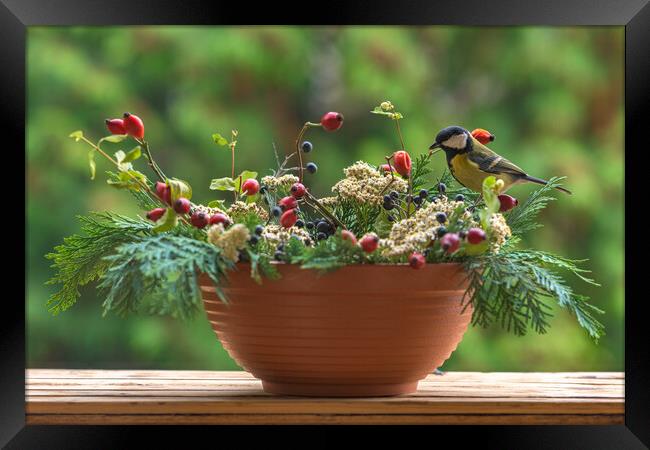 Great tit sitting on a rose hip branch in a winter themed flower bouquet. Framed Print by Andrea Obzerova