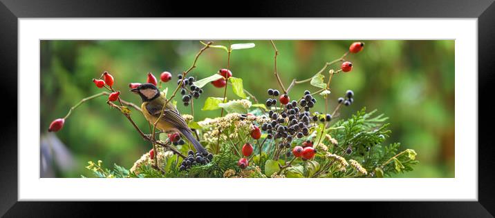 Great tit sitting on a rose hip branch. Framed Mounted Print by Andrea Obzerova