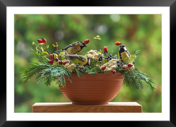 Group of great tit birds sitting on a rose hip branch. Framed Mounted Print by Andrea Obzerova