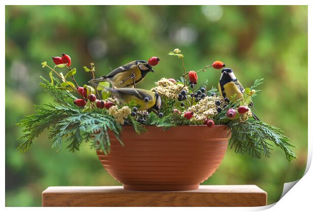 Group of great tit birds sitting on a rose hip branch. Print by Andrea Obzerova