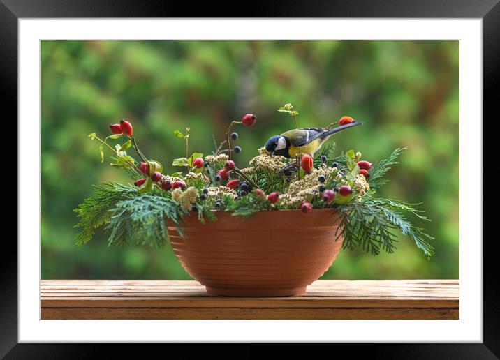 Great tit sitting on a rose hip branch. Framed Mounted Print by Andrea Obzerova