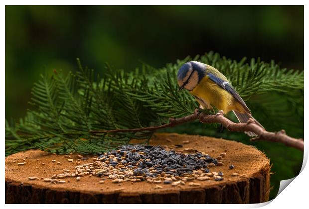 Eurasian blue tit, Cyanistes caeruleus, feeding on sunflower seeds. Print by Andrea Obzerova