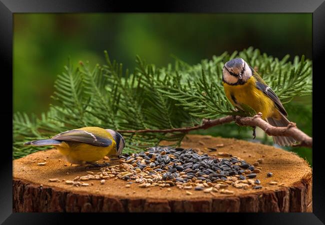 Eurasian blue tit, Cyanistes caeruleus, feeding on sunflower seeds. Framed Print by Andrea Obzerova