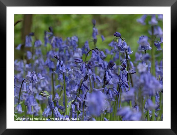 Beautiful British Bluebells Framed Mounted Print by Bill Moores