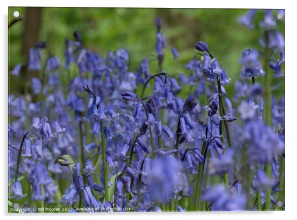 Beautiful British Bluebells Acrylic by Bill Moores