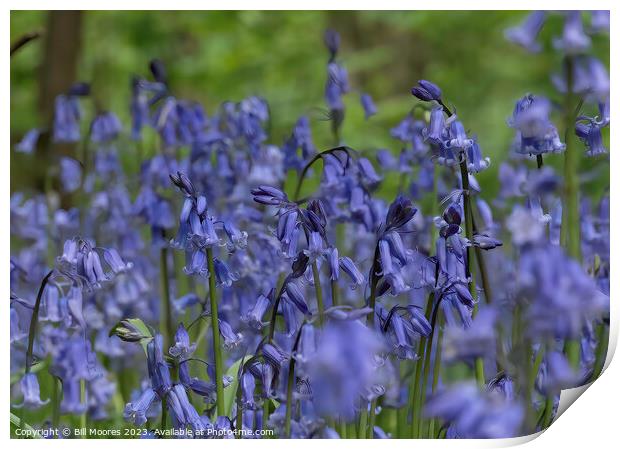 Beautiful British Bluebells Print by Bill Moores